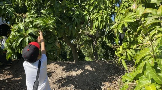 マンゴー狩り体験